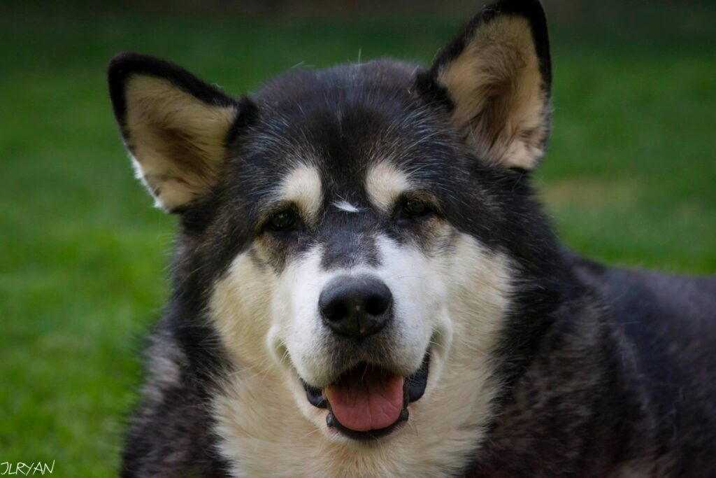 Alaskan Malamute facing the camera, appearing to smile