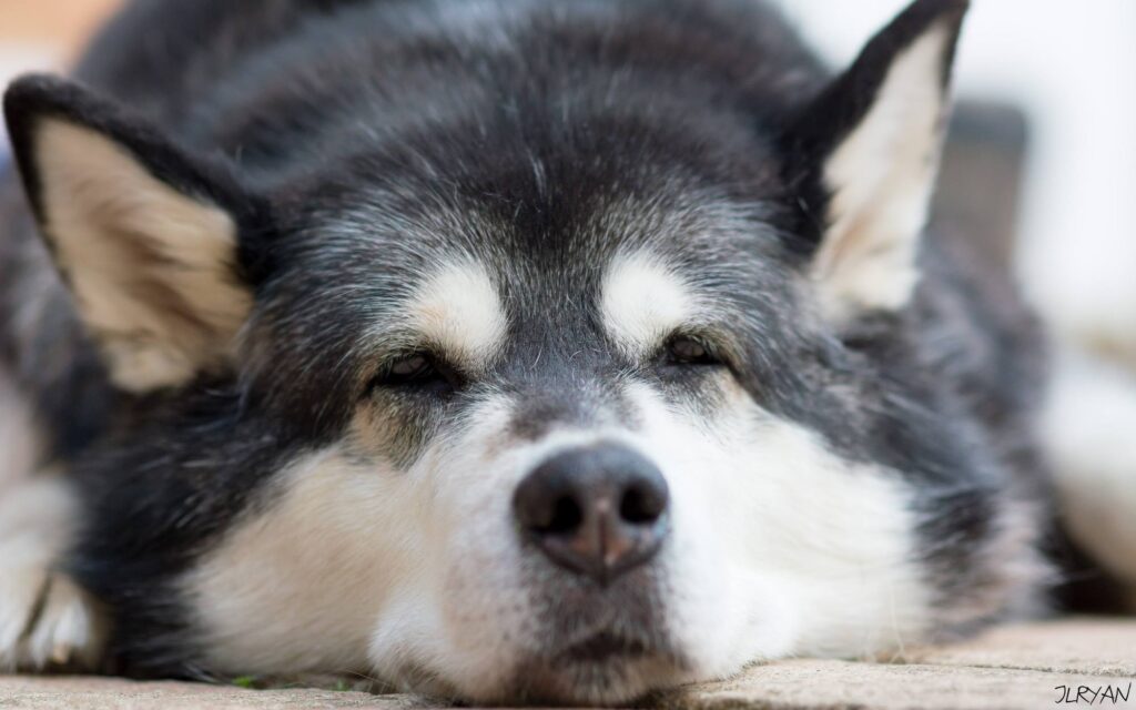 A close up of an Alaskan Malamute directly facing the camera
