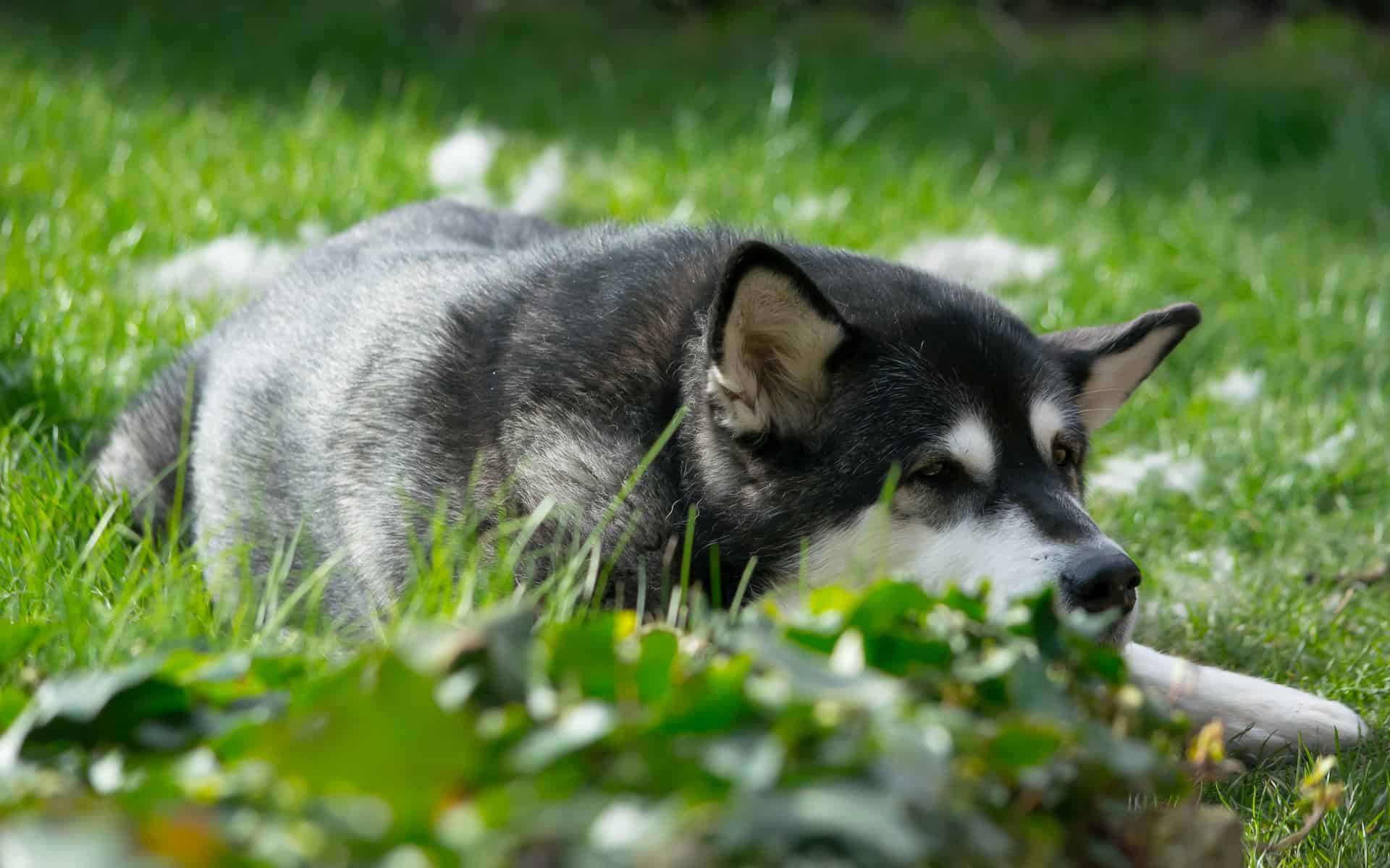 An Alaskan Malamute after being brushed, there are clumps of fur in the background