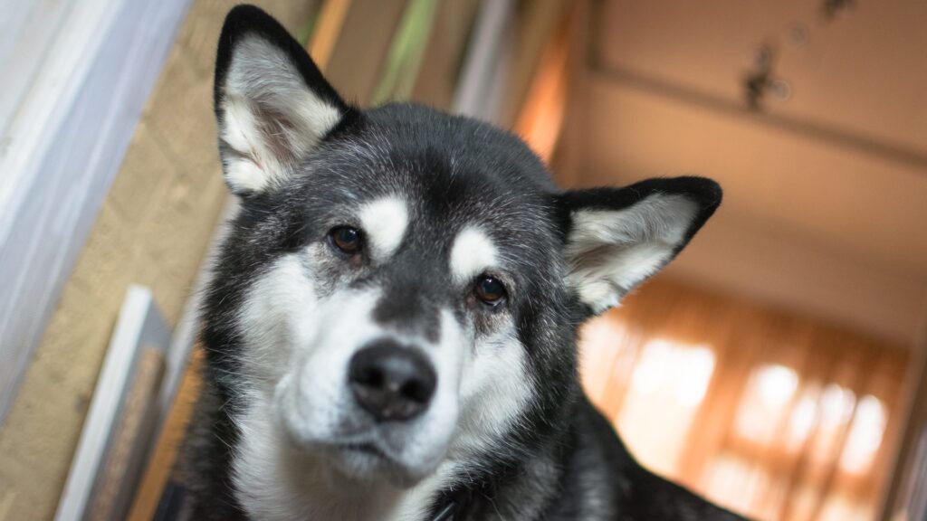 Alaskan Malamute staring into the camera