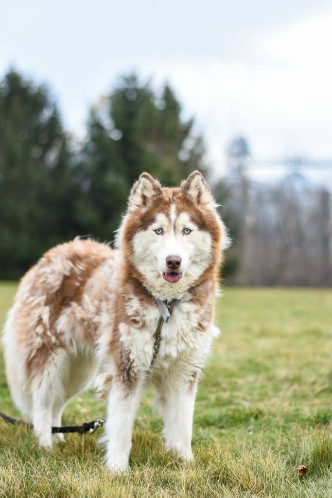 A brown husky blowing coat in a grass field