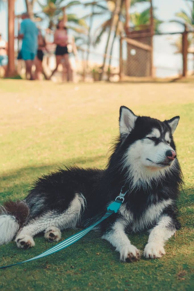 An Alaskan Malamute on some grass