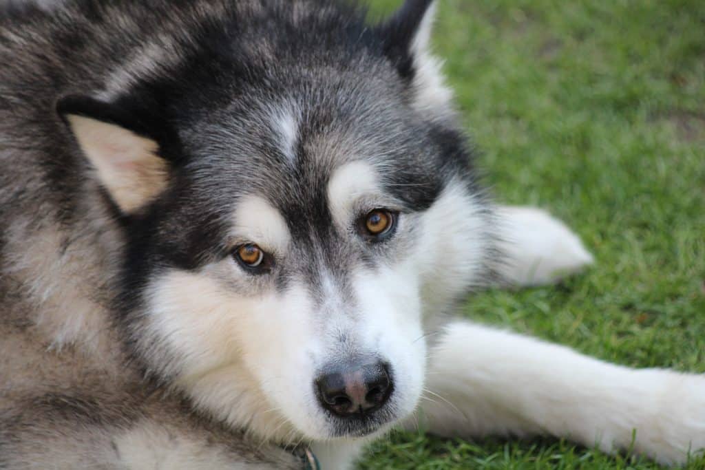 An Alaskan Malamute sat on some grass