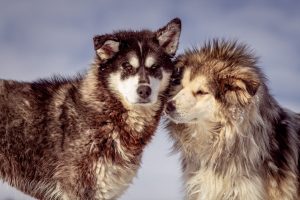 Two Alaskan Malamutes together