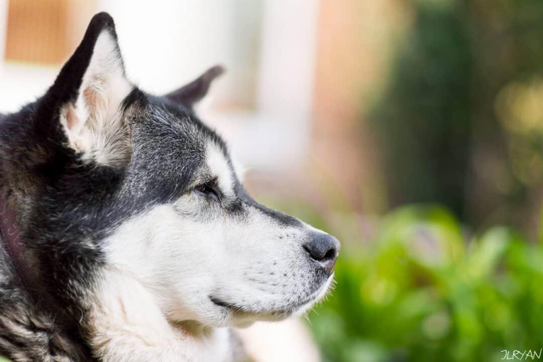 100 Best Names for Alaskan Malamutes Female and Male
