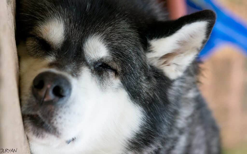 Close up of a sleeping Alaskan Malamute