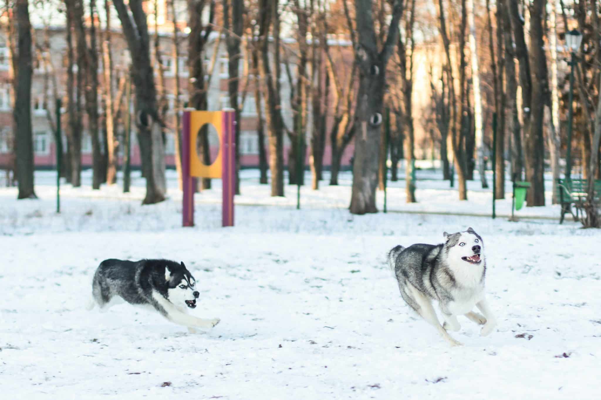 How Much Exercise Do Huskies Need? Complete Guide The Malamute Mom