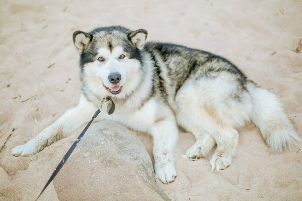Malamute laying in the sand