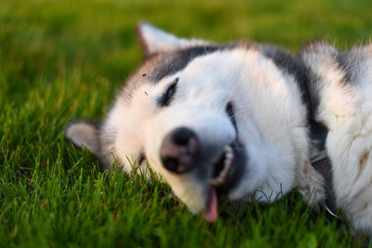 Do Huskies Shed A Lot? Grooming Guide and Essential Tools