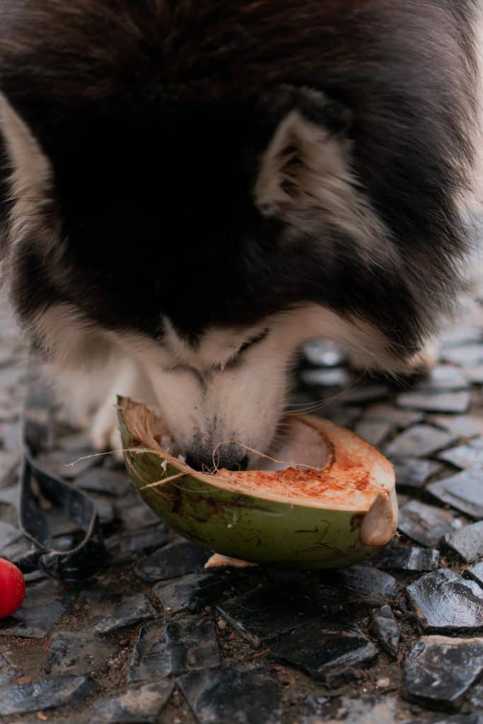 An Alaskan Malamute eating some raw coconut 