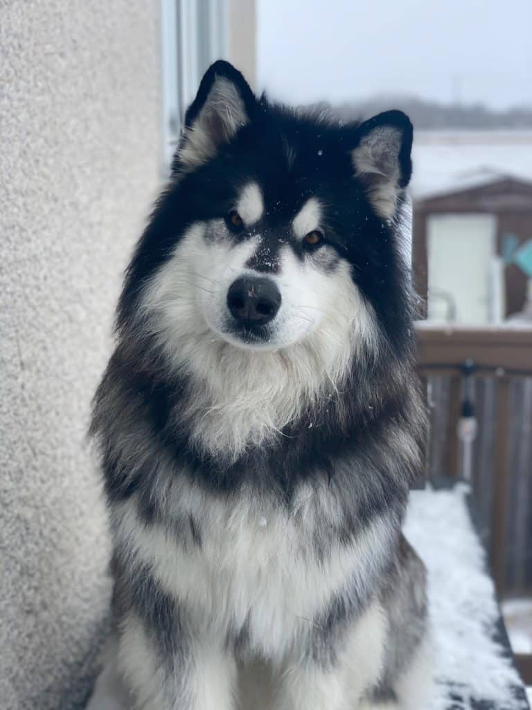 Wooly Malamute Toews - Sent in by one of our readers.