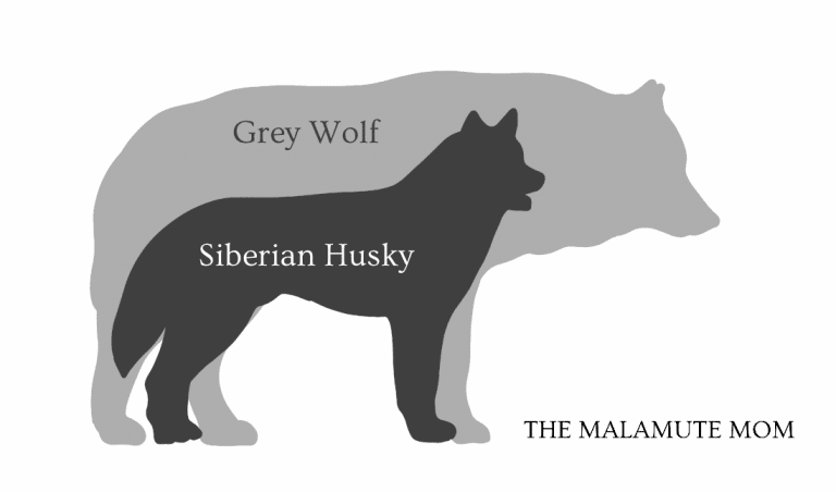 How Are Huskies Related to Wolves? - The Malamute Mom