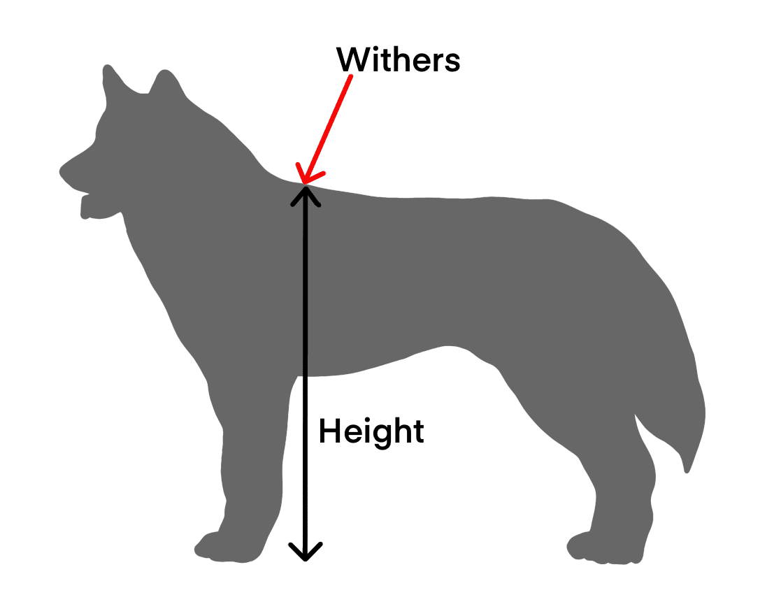When Do Huskies Stop Growing? Growth Chart and Size Guide