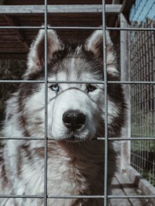 An Alaskan Malamute looking through a cage