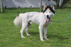 A shaved Husky