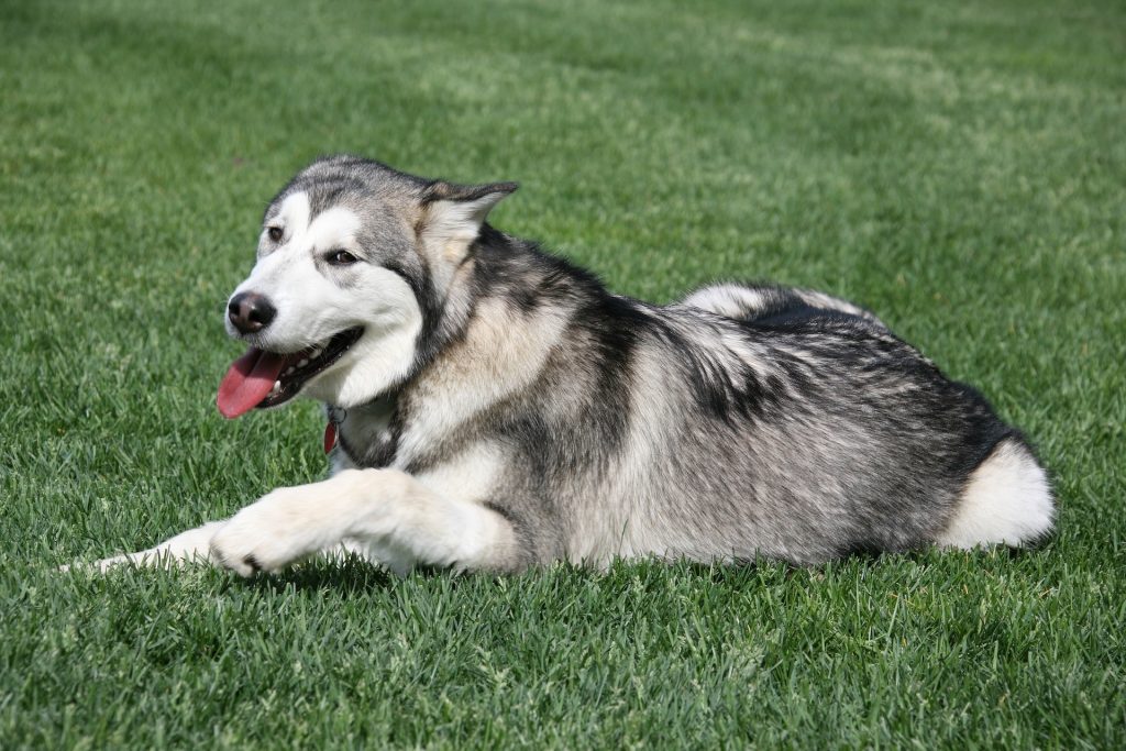 An Alaskan Malamte laying on some grass panting