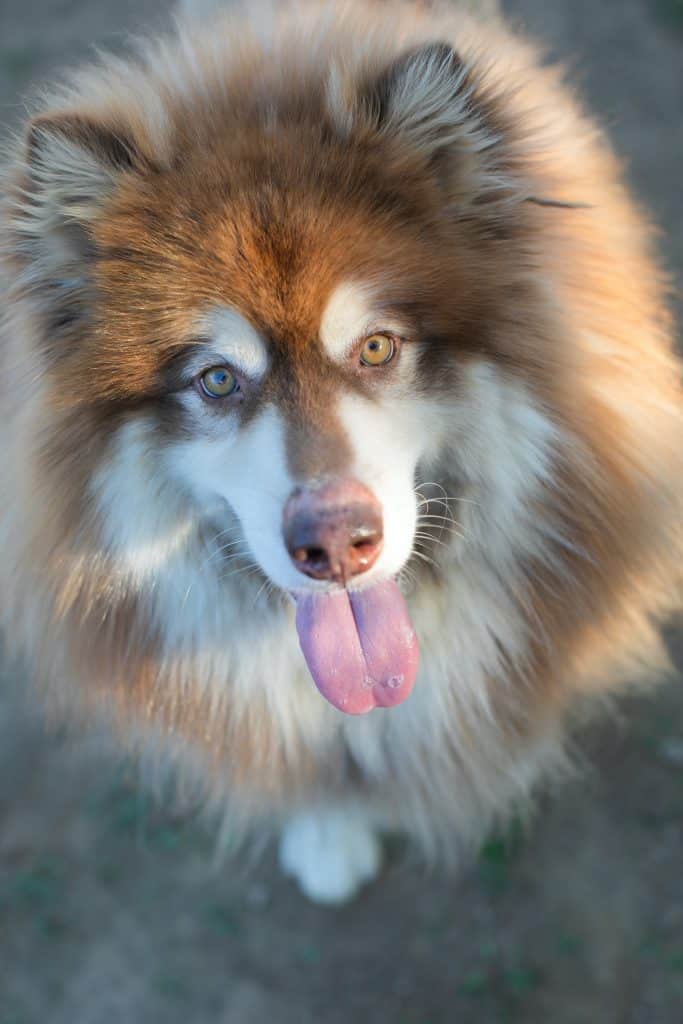 A wooly brown Alaskan Malamute panting
