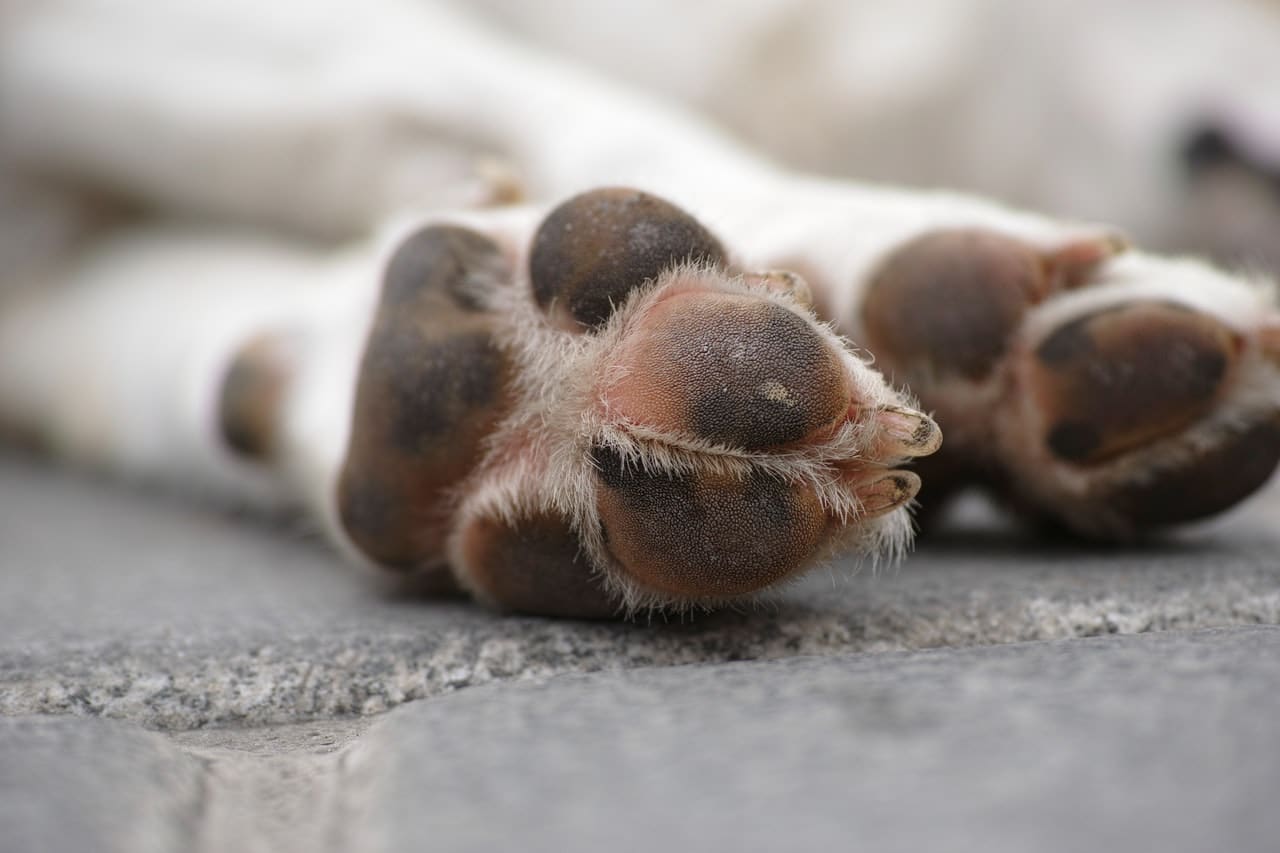 husky paw pads