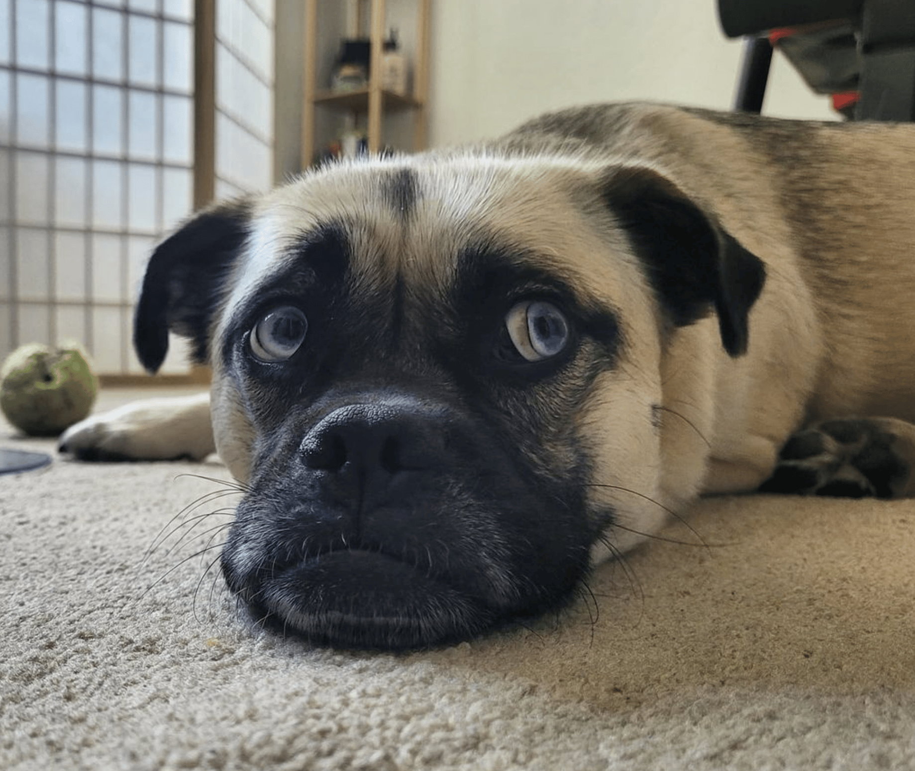 Husky Pug Mix COMPLETE CROSSBREED GUIDE
