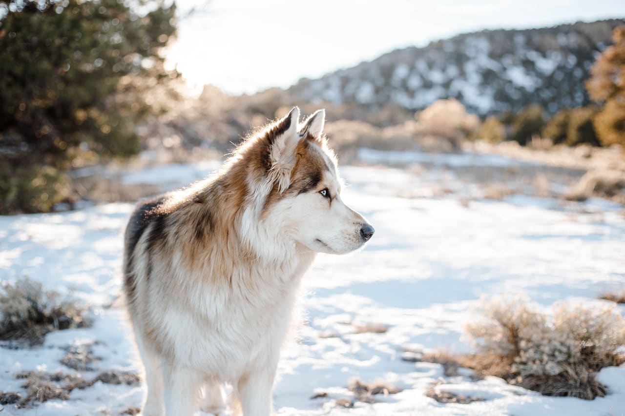 Husky Bite Force A Complete Guide