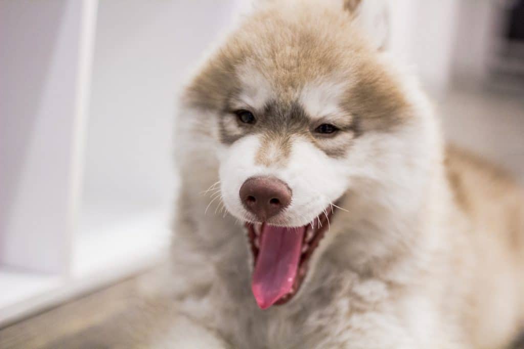 Brown Malamute smiling at the camera