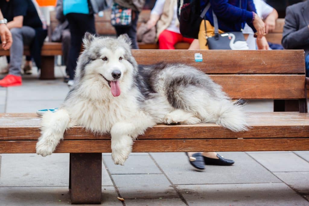 An Alaskan Malamute on a wooden bench