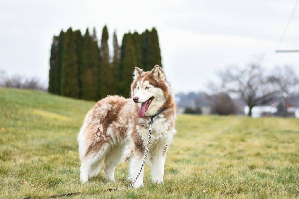 Red husky blowing coat