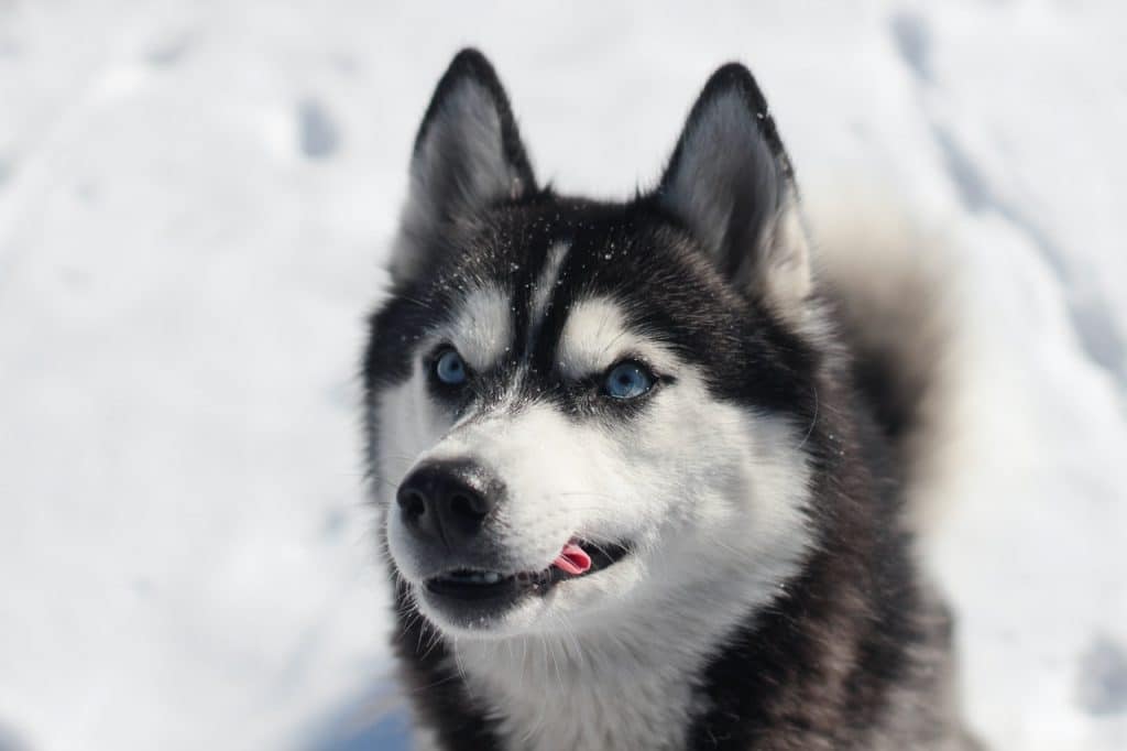Husky with it's tongue slightly out