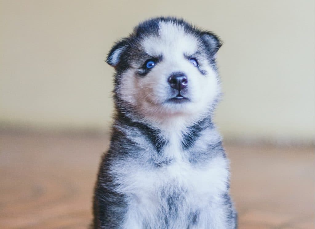 A Husky Puppy sat in front of the camera.