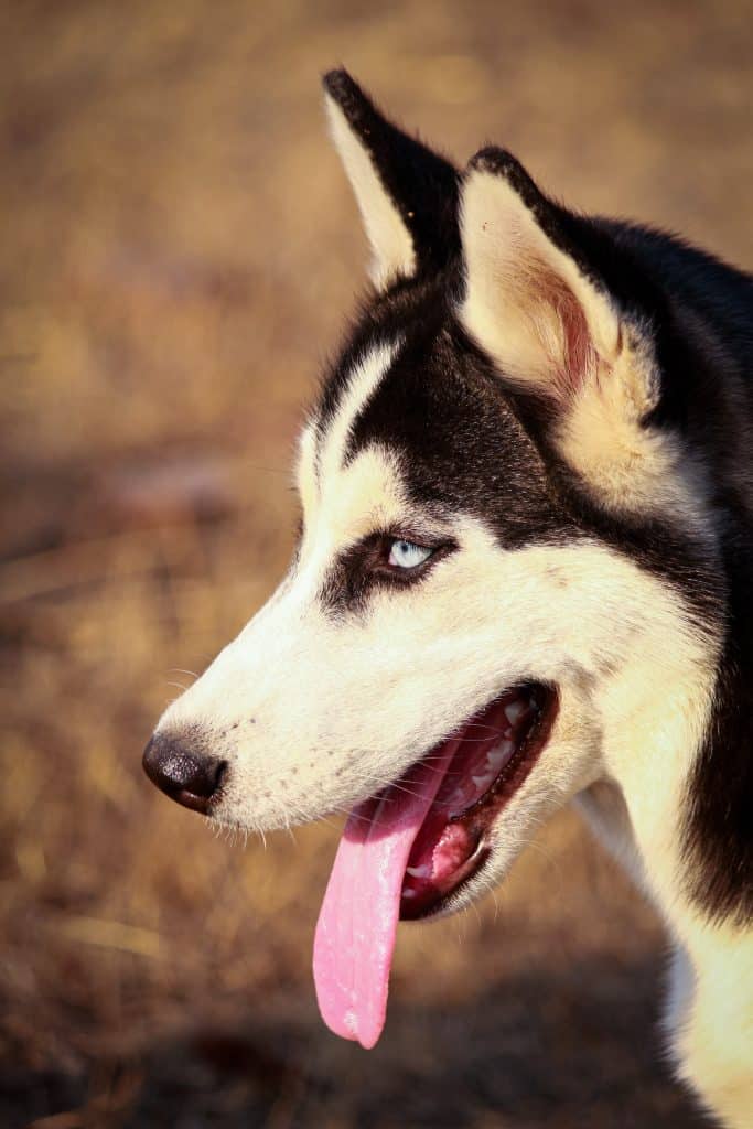 A Siberian Husky looking to the left panting