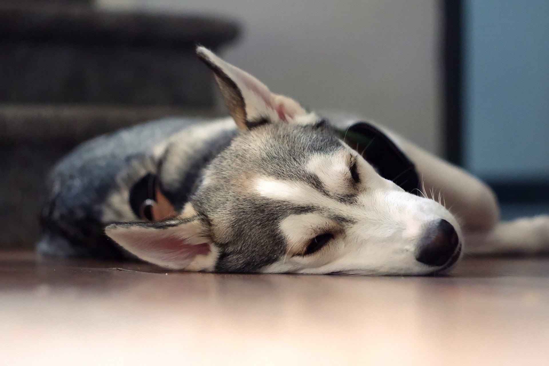 How Much Do Huskies Sleep? (7 Surprising Factors)