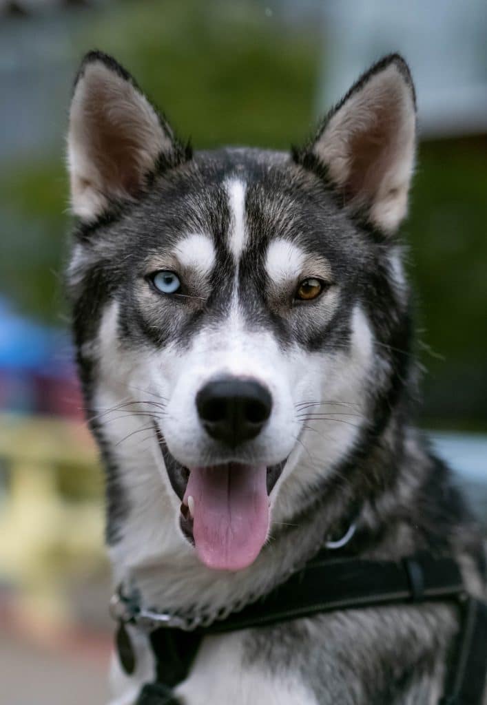 A black and white Siberian husky with one blue eye and one brown eye