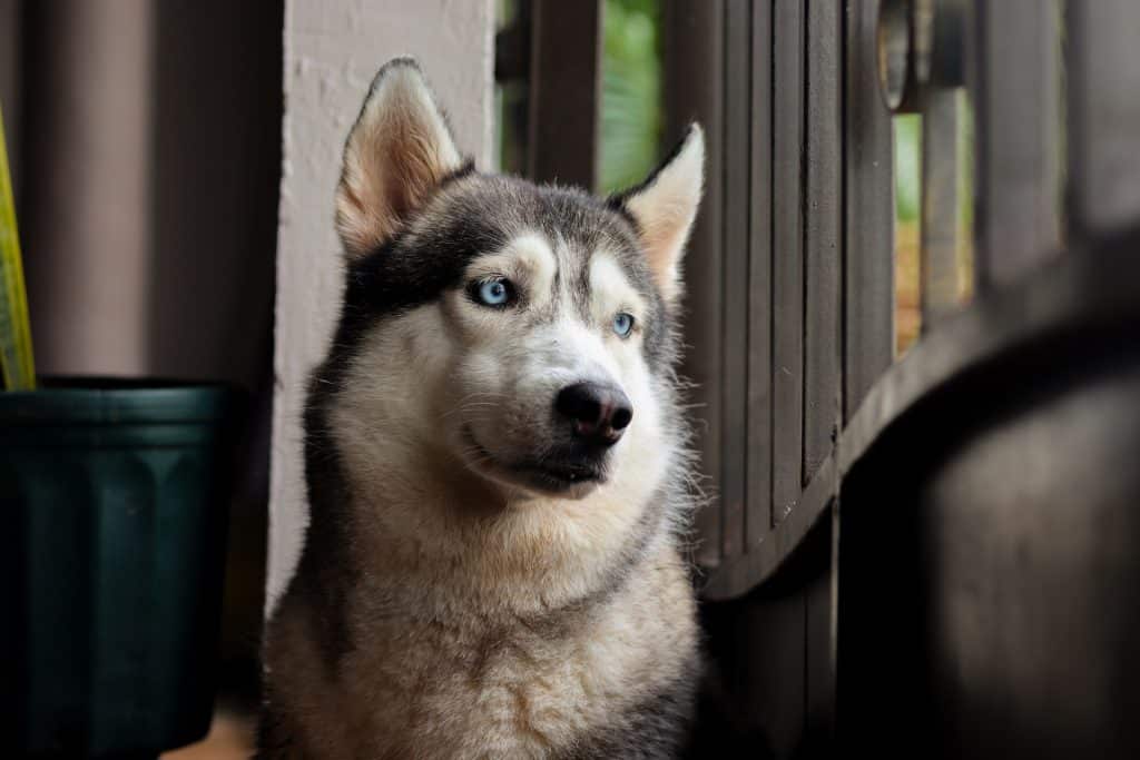 A blue-eyed husky next to a window