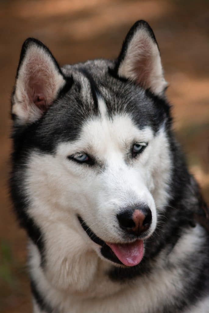 A black and white Siberian husky its its mouth open