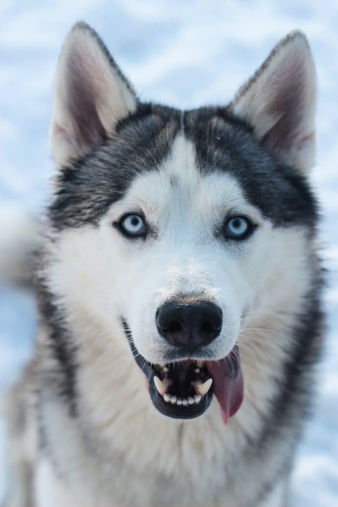A Siberian husky sticking its tongue out