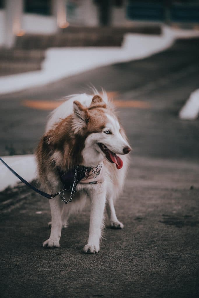 A brown wooly husky on a leash