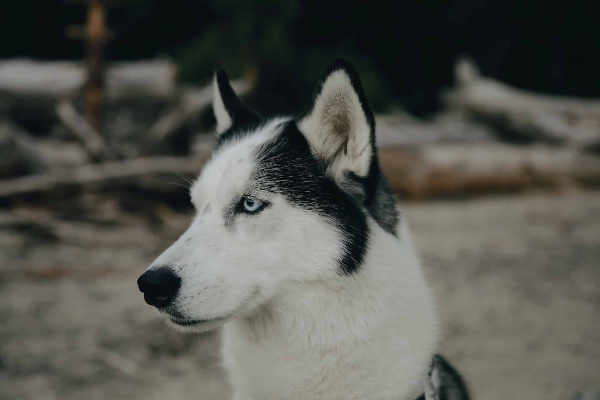 Should You Use A Shock Collar On A Husky?