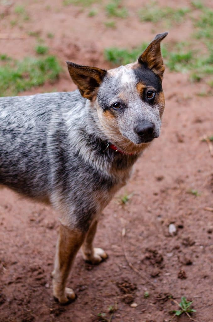 An Australian Cattle Dog on some soil