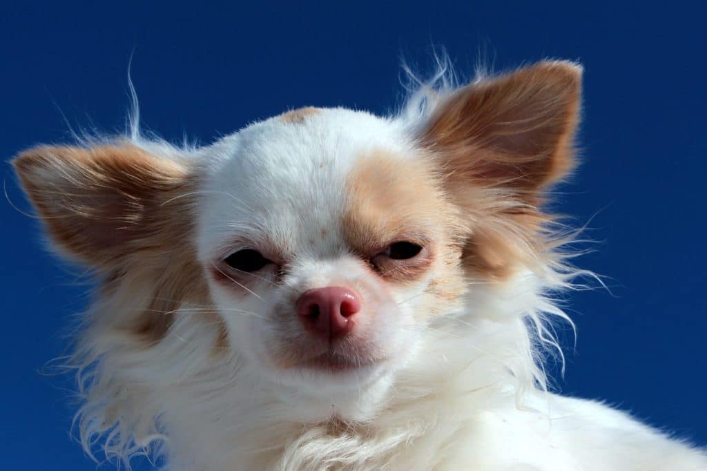 A brown and white chihuahua up close