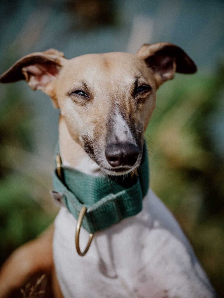 A whippet wearing a green collar