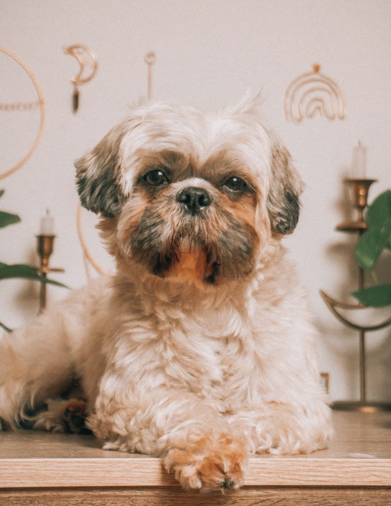 An up-close shot of a shih tzu
