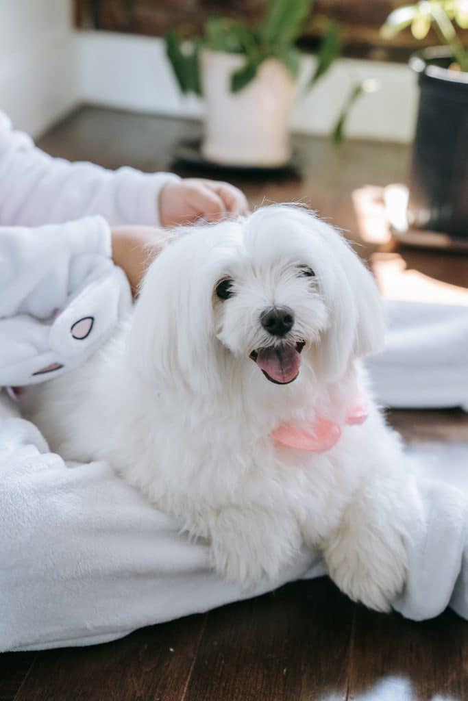 A maltese laying next to somebody on a wooden floor