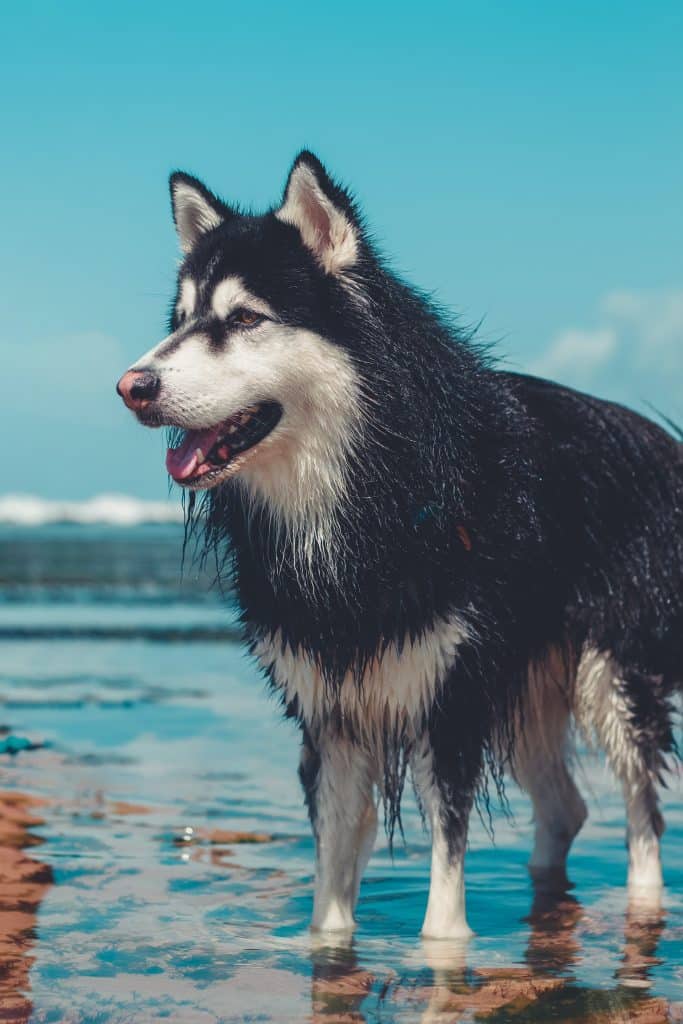 A wet Alaskan Malamute standing in water