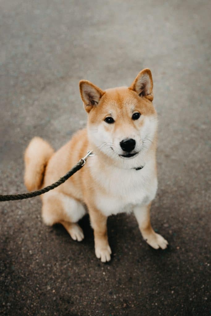 A shiba inu on a leash sitting on asphalt