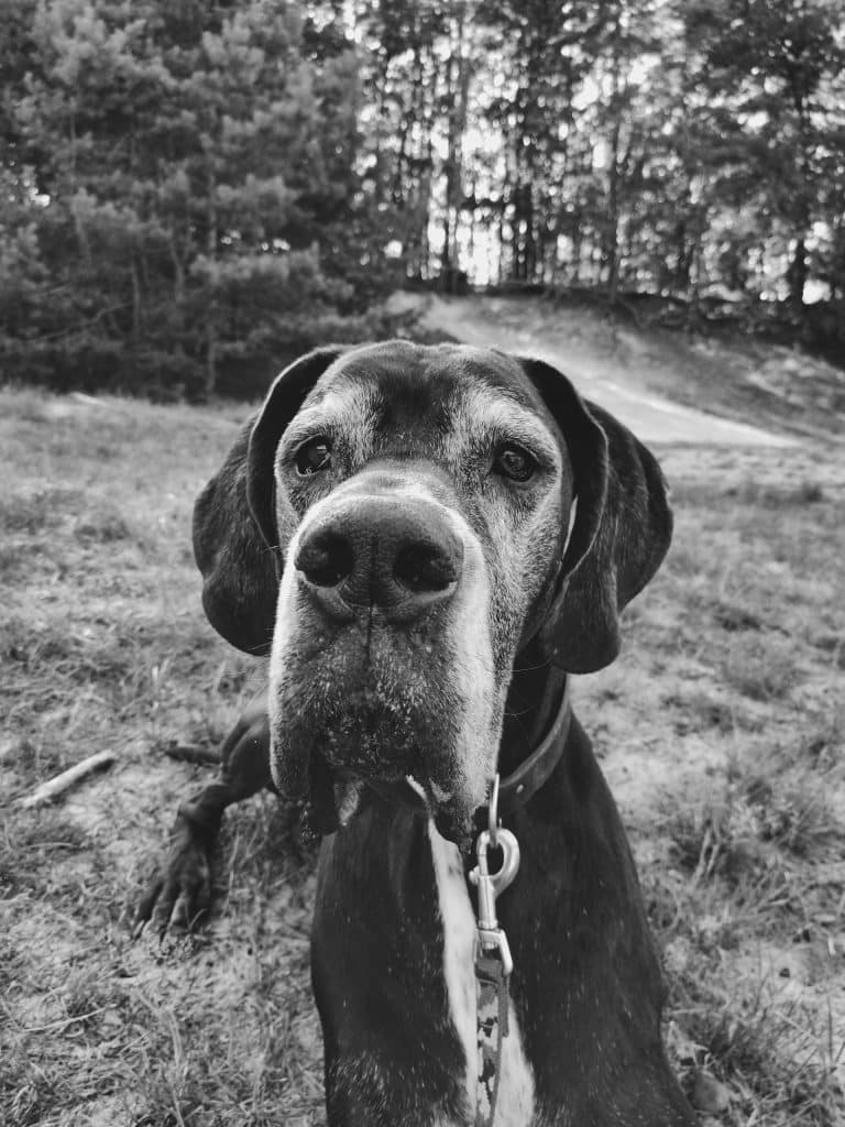 A great dane up close laying in a field