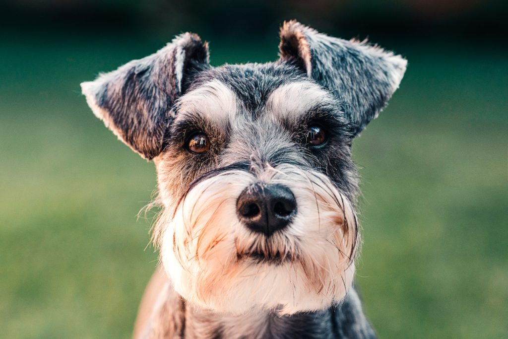 A miniature Schnauzer looking at the camera