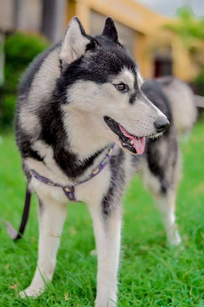 A black and white husky on a grass field