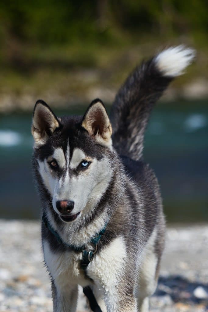 A Siberian husky with its tail up looking at the camera
