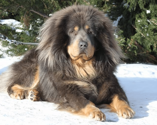 A Tibetan mastiff laying in the snow
