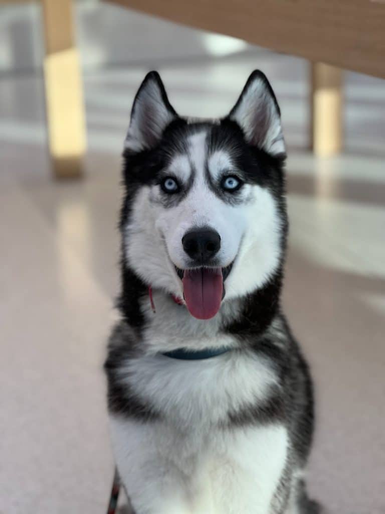 A close up of a Siberian Husky
